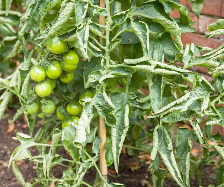 What Causes Tomato Leaves To Curl In Summer And What Each Curl Is Warning You