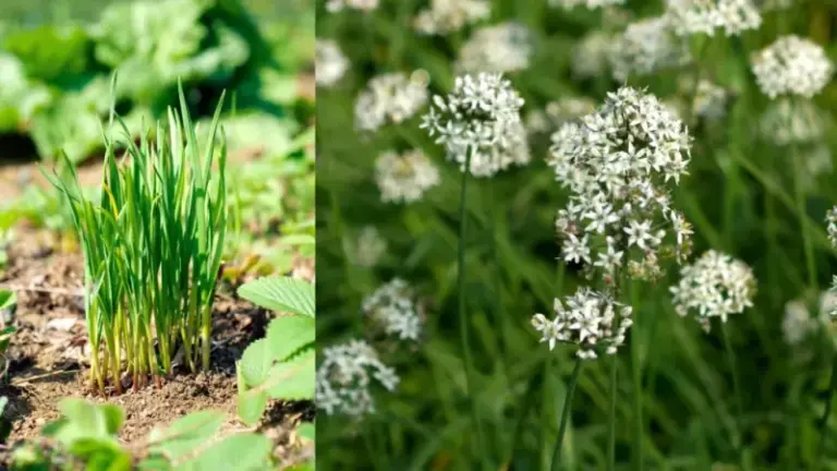 This One Low-Maintenance Herb Makes Your Peonies Grow Stronger With Way Less Effort
