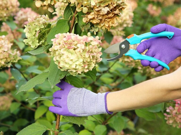 These 7 Pruning Mistakes Are The Real Reason Your Hydrangeas Look Healthy But Barely Bloom