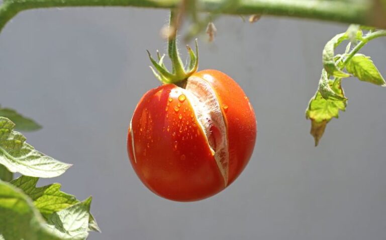 13 Things To Do The Moment Your Tomatoes Split After A Heavy Rain (And 3 That Make It Worse)