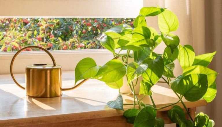16 Clear Signs You’re Overwatering Or Underwatering Your Plants, And How To Tell Them Apart