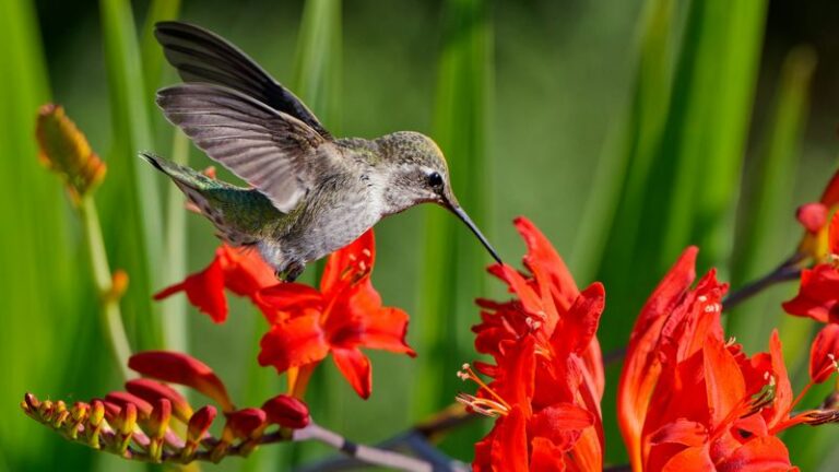36 Red Hummingbird Flowers That Turn Your Yard Into A Nonstop Buzz Of Winged Visitors