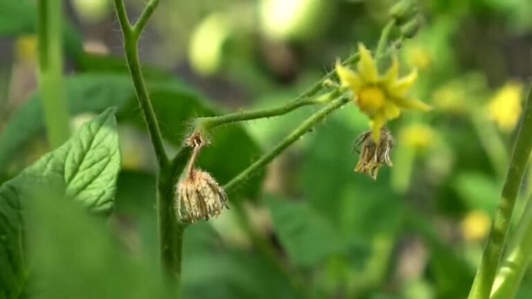 15 Reasons Your Tomato Blossoms Keep Dropping Before They Ever Set Fruit