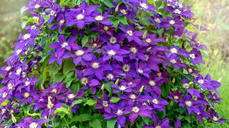 How And When To Feed Clematis For The Biggest, Most Colorful Flowers It’s Ever Grown