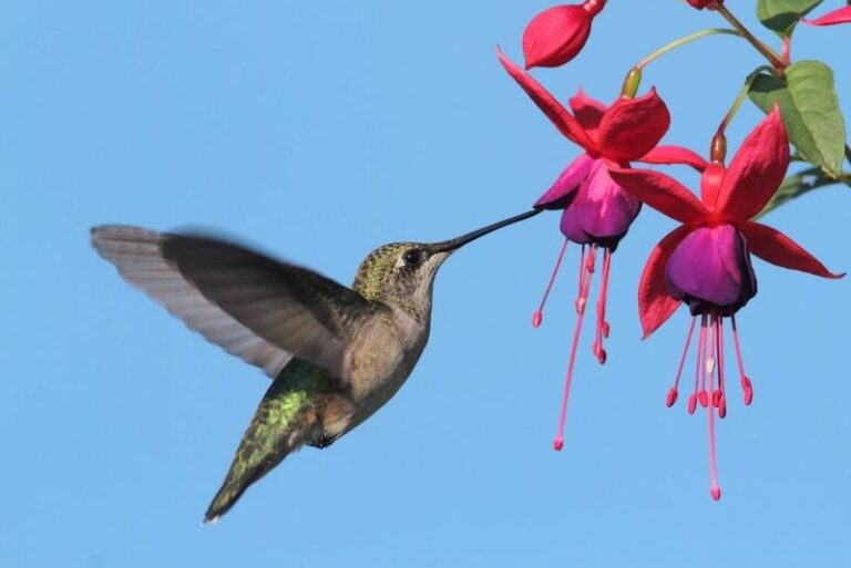 12 Flowers Hummingbirds Simply Can’t Resist In A Backyard Garden