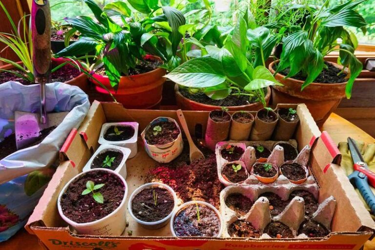 The Simplest Garden Fixes Are Already Sitting In Your Kitchen-Here Are 12 Worth Trying