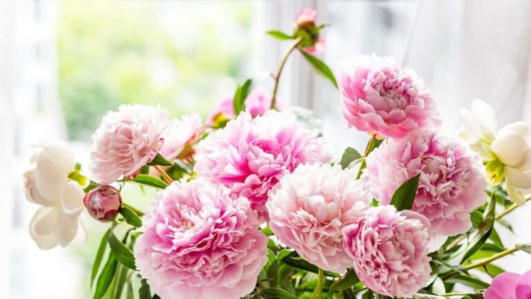 A Few Simple Tricks To Encourage Slow Peony Buds To Open After Cutting