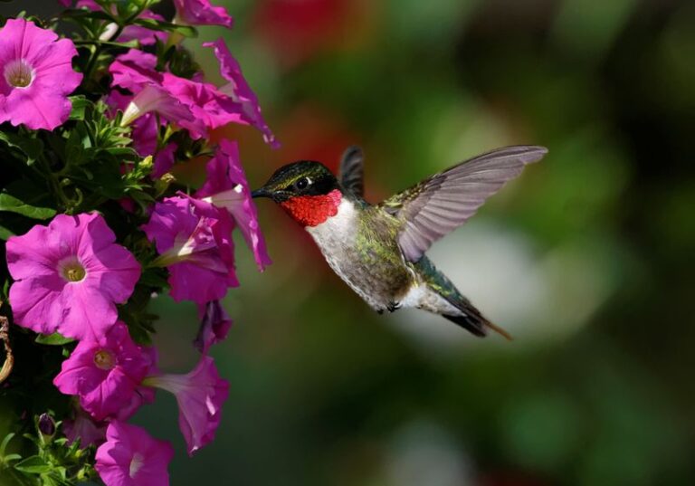 Grow These Petunias And Your Yard Becomes A Favorite Stop For Hummingbirds All Summer