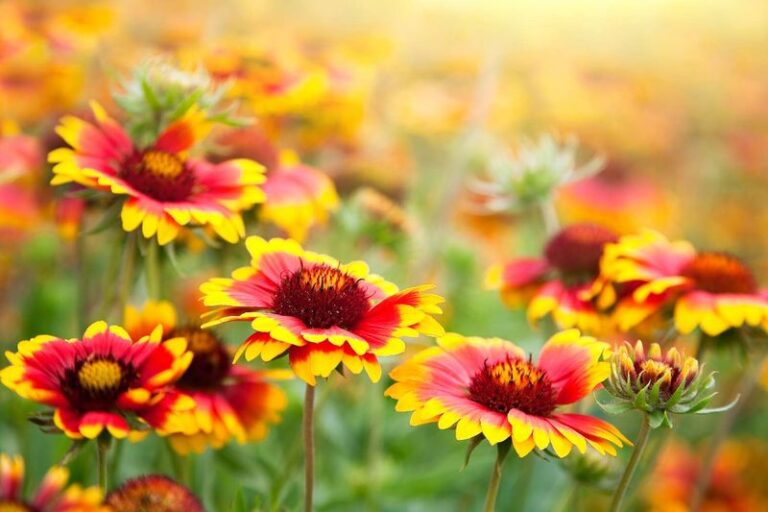 If Your Hot Beds Cook Petunias By August, Swap Them For These Tougher Heat-Loving Blooms