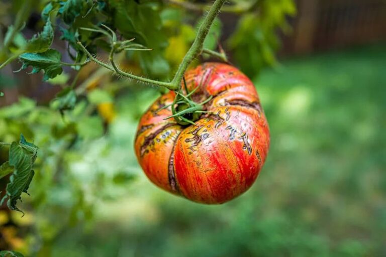 17 Mistakes That Quietly Rot Your Tomatoes On The Vine Before They Ever Ripen