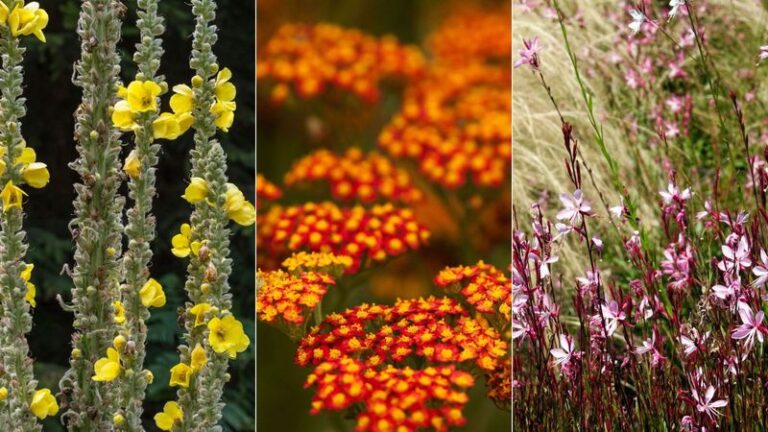 16 Tough Perennials That Bloom Right Through A Dry Spell Without You Ever Dragging Out The Hose