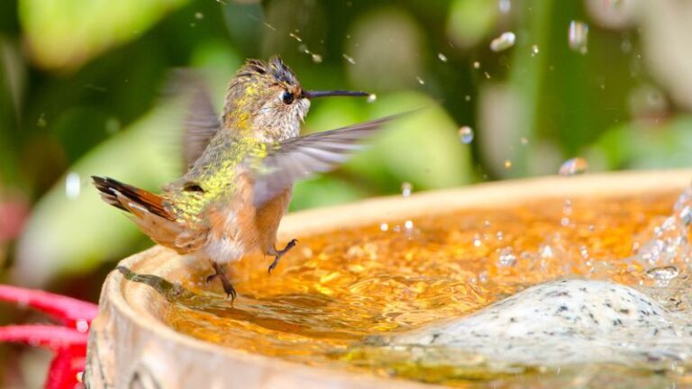 The One Birdbath Trick That Turns Your Garden Into A Favorite Stop For Hummingbirds