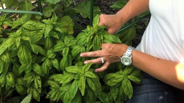 Here Are The 5 Reasons To Pinch Back Your Basil And Exactly When To Make The Cut
