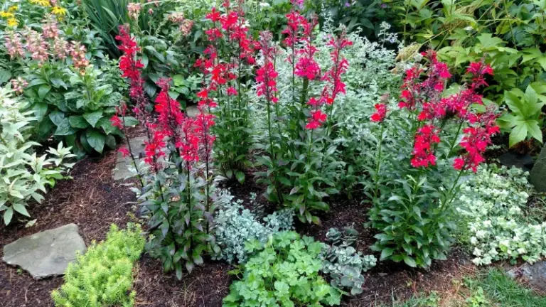 Here’s A Red-Hot Flower That Steals The Show In Your Yard And Pulls In Hummingbirds All Summer