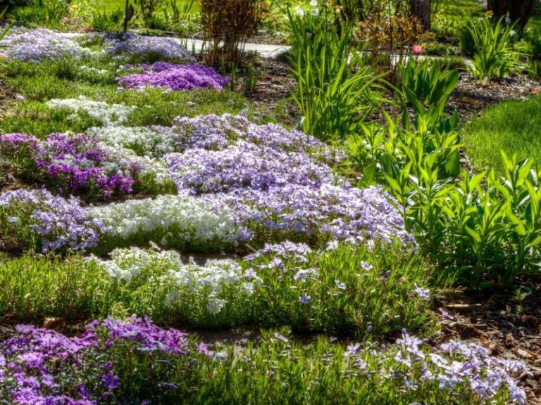 22 Fast-Spreading Perennials That Fill Empty Gaps Fast Without Ever Taking Over