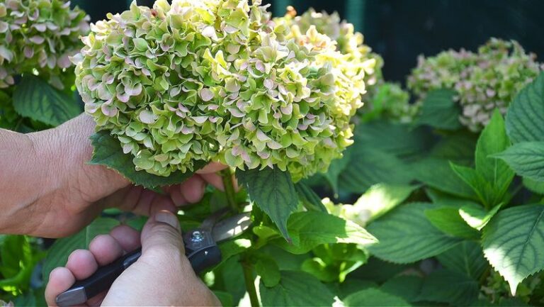 Awaken Your Inner Plant Whisperer And Coax Struggling Hydrangeas Back Into Full Bloom