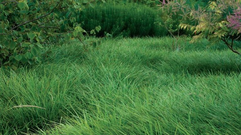 7 Native North Carolina Ground Covers That Crowd Out Driveway Weeds Better Than Liriope