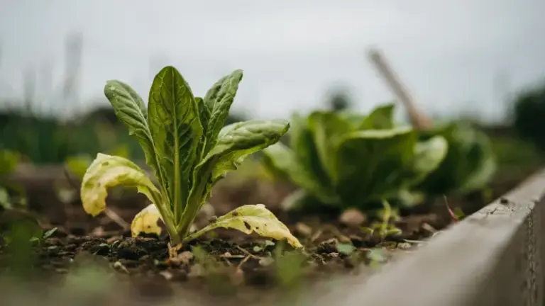 If Your Fall Spinach Leaves Turn Yellow From The Bottom Up, The Soil Ran Out Of One Thing