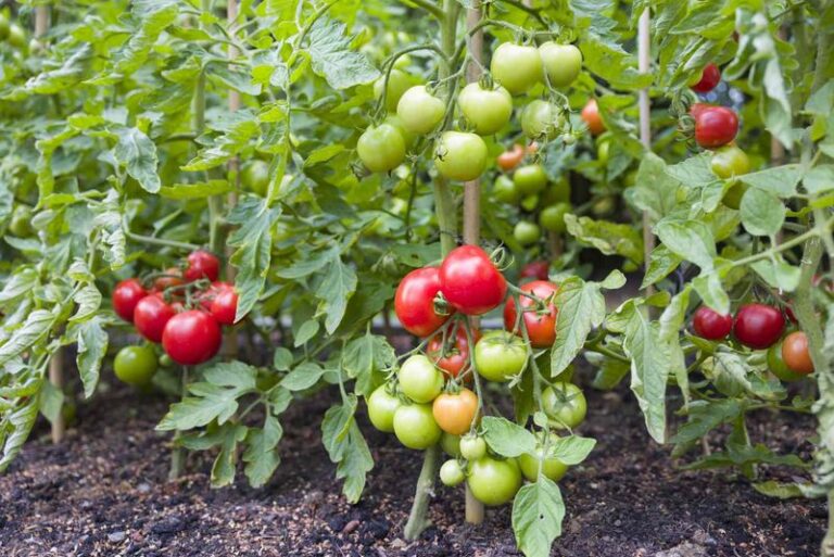 17 Single-Ingredient Kitchen Fixes That Make Your Tomatoes Grow Like Never Before
