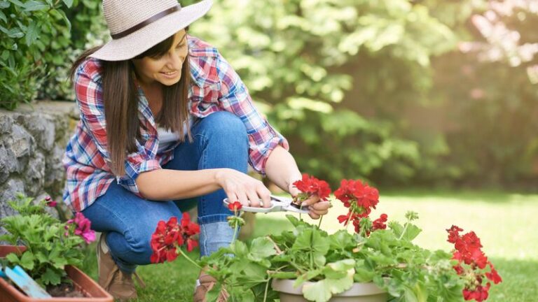 If Your Geraniums Stop Blooming In The August Heat, Here Are 15 Fixes That Bring The Color Back