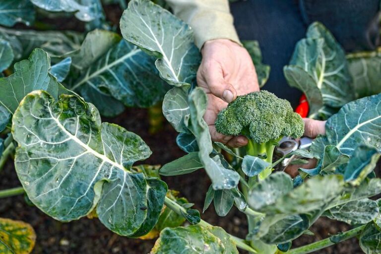The One Thing North Carolina Fall Broccoli Needs When You Set It Out In September Or The Heads Stay Loose And Small