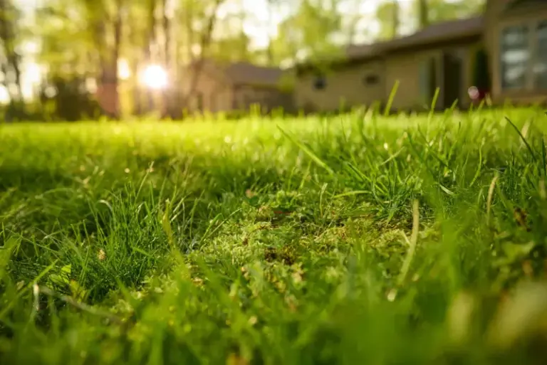 If Moss Keeps Creeping Across Your Lawn, Here Are 13 Things It’s Quietly Telling You About Your Soil