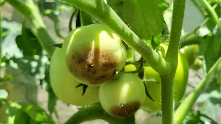 If Your Tomatoes Are Rotting At The Bottom, Here Are 17 Causes Of Blossom End Rot (And The Fix For Each)