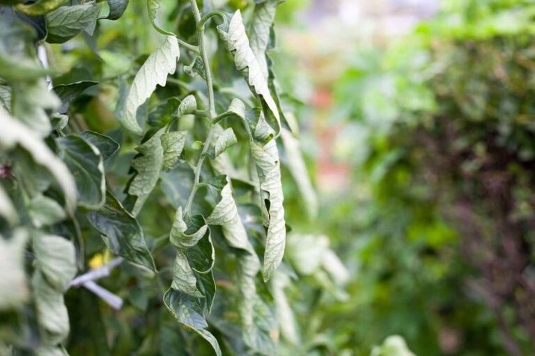 If Your Tomato Leaves Are Curling While Still Green, Here Are 13 Reasons And The Fix For Each