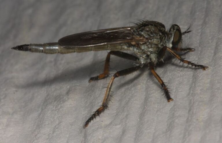 What It Really Means When Robber Flies Start Patrolling Your North Carolina Vegetable Beds