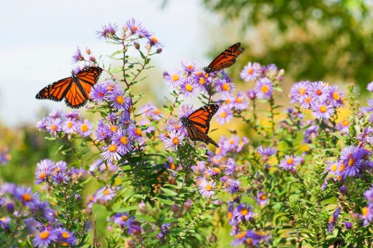 What It Really Means When Monarch Butterflies Keep Stopping To Feed In Your North Carolina Yard