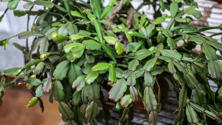 If Your Christmas Cactus Won’t Set Buds This Fall, Here Are 13 Fixes That Trigger A Full Bloom