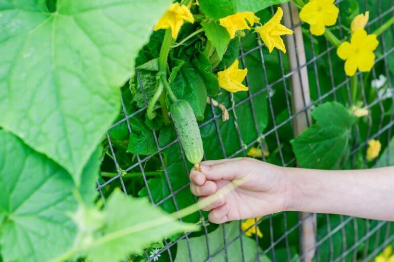 If Your Cucumber Plants Give You Just A Handful, Here Are 13 Moves That Double The Harvest