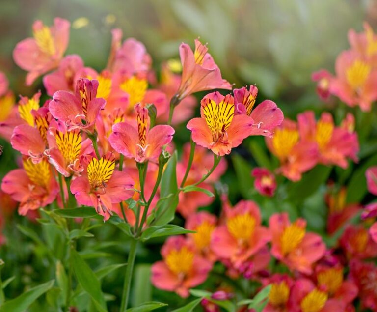 If Peonies Won’t Thrive Where You Live, Here Are 15 Gorgeous Flowers That Flourish In Their Place