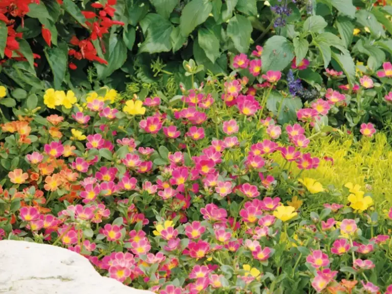 Plant Moss Rose And Watch It Open Around Late Morning On Bright, Warm Days