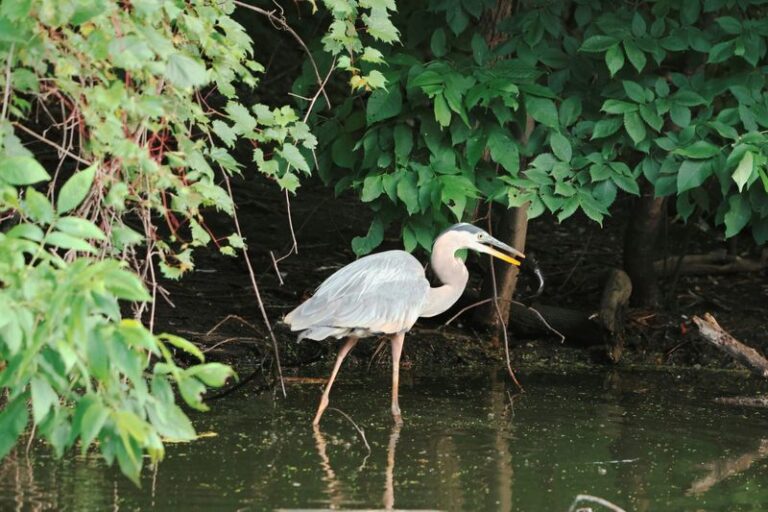 What It Really Means When A Great Blue Heron Keeps Visiting Your North Carolina Garden Pond