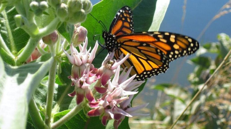 9 North Carolina Native Plants That Keep Monarch Caterpillars Fed As They Head South This Fall