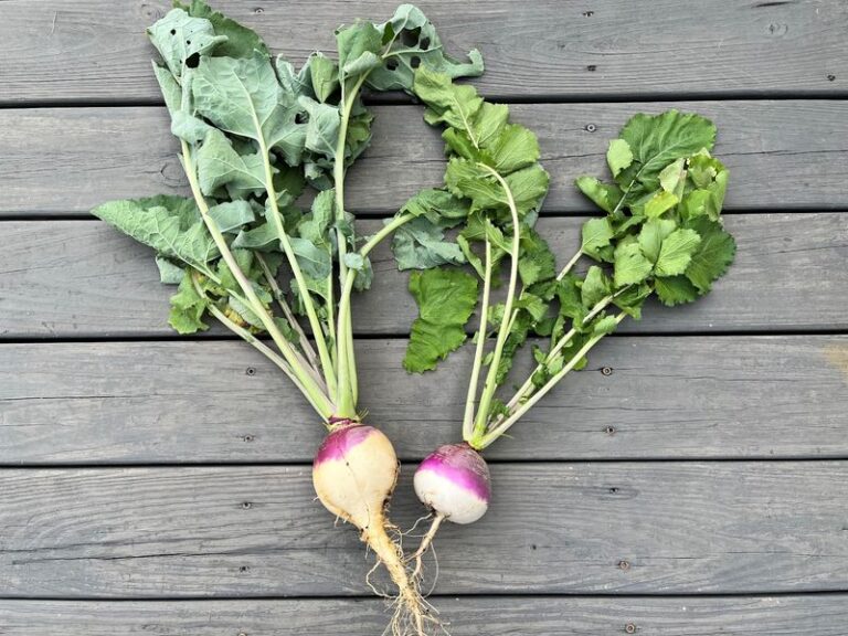 If Your Fall Turnips Grow Big Bushy Tops But Only Stringy Little Roots, Crowded Spacing Is Choking Them Out