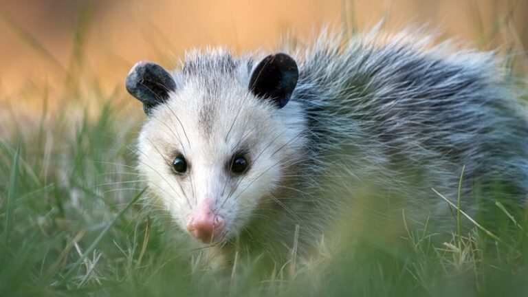 What It Really Means When An Opossum Starts Prowling Your North Carolina Yard After Dark