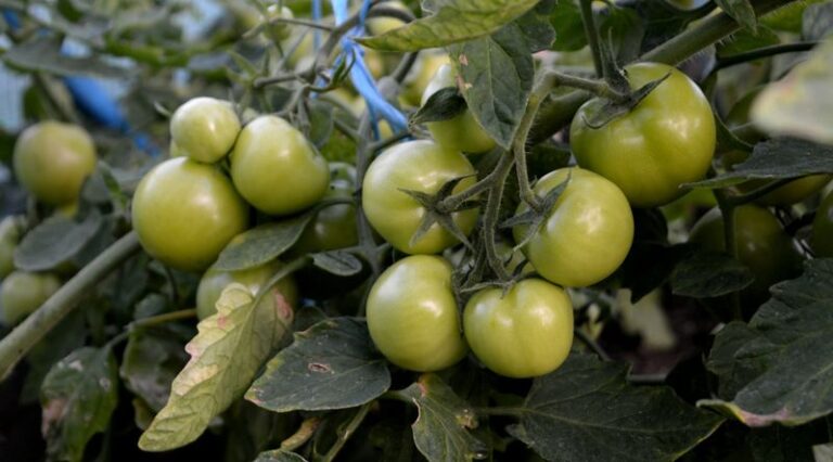 If Your Tomatoes Are Still Green In Late August, Here Are 8 Reasons They’re Stalling (And The Fix For Each)