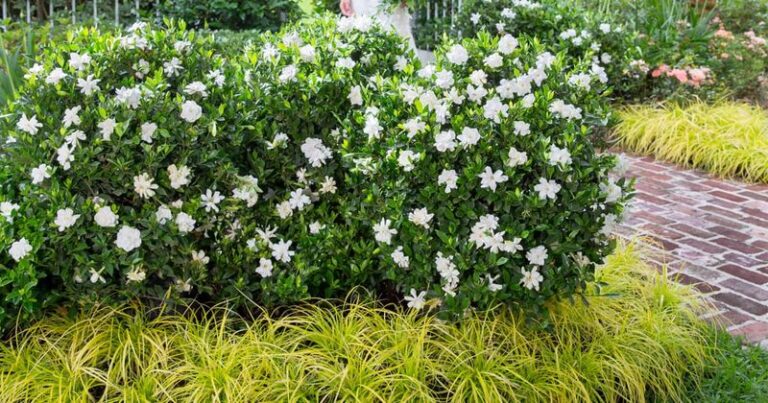 The One Thing North Carolina Gardenias Need In September Or The Leaves Yellow Before Their Fall Blooms