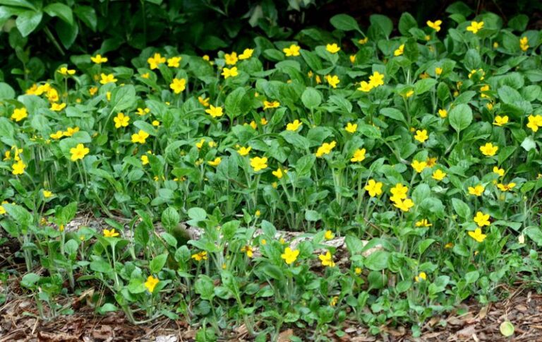 The Native North Carolina Mat-Former That Gradually Carpets Shade Borders – and Still Spreads