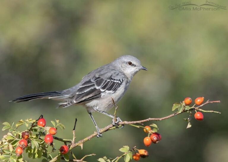 How A Nearby Perch May Help Birds Find Rose Aphids – And What Else You Need To Know