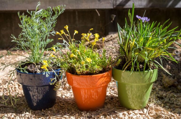 These 8 North Carolina Native Perennials Live In Pots For Years Without Being Replanted Every Season