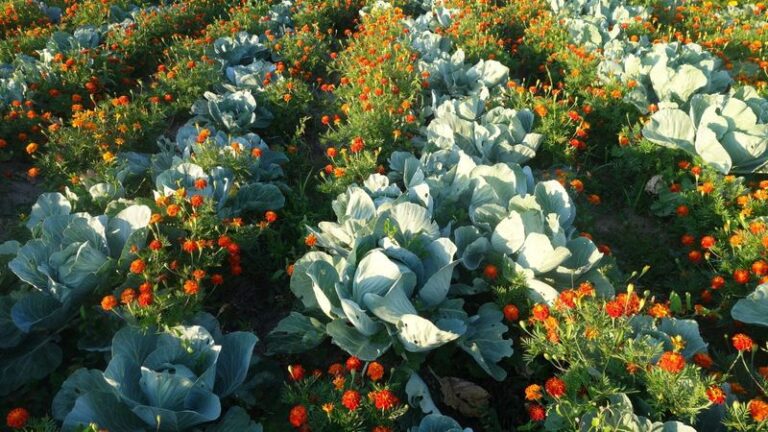 If Fall Aphids Are Colonizing Your Brassicas, These Strong-Smelling Companions Send Them Elsewhere