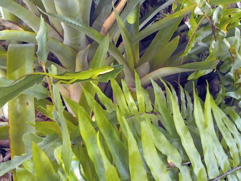 What It Really Means When A Green Anole Turns Up On Your North Carolina Porch Plants