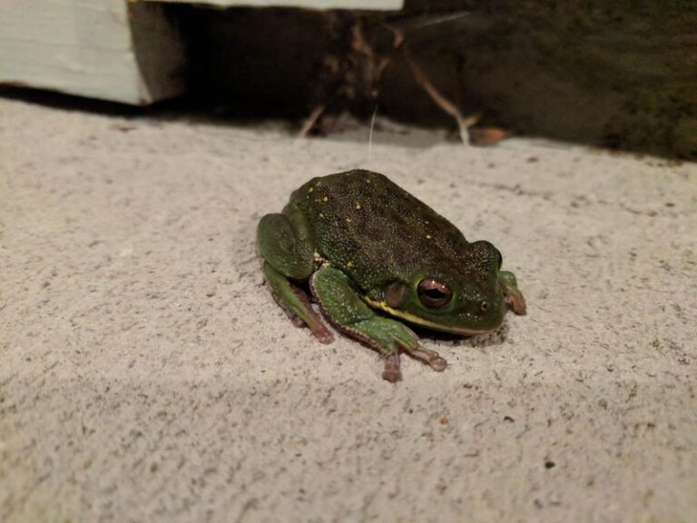 What It Really Means When Frogs Turn Up On Your North Carolina Porch Every Time It Storms