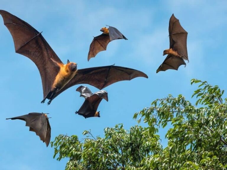North Carolina Bats, Bat Houses, and Mosquitoes: A Conservation Project Worth Doing Right