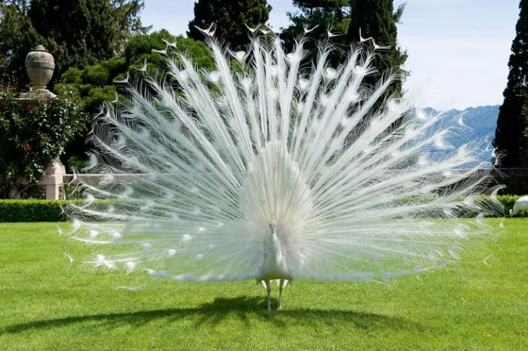 If You’ve Ever Wanted Peacocks In Your Garden, Here Are 7 Things To Know Before You Bring Them Home
