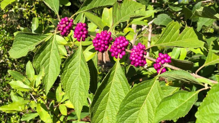 American Beautyberry for Your NC Wooded Edge: Wildlife Value, Tick Research, and What the Evidence Actually Shows