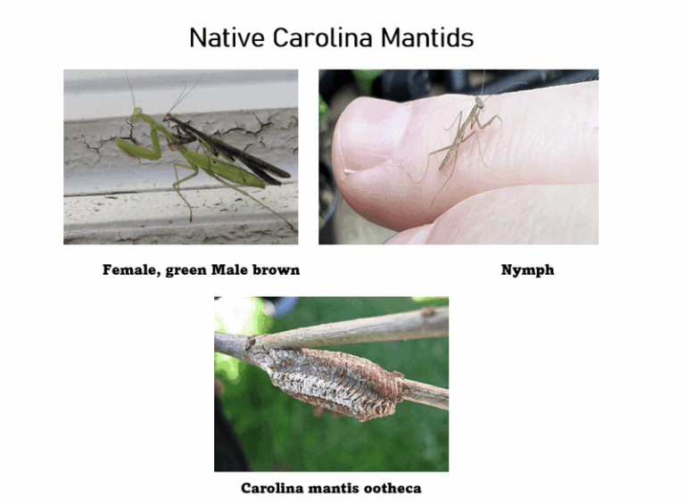 What It Really Means When A Praying Mantis Sets Up In Your North Carolina Garden Beds